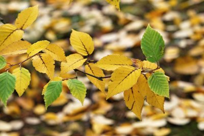 Betula albosinensis - bříza čínská - listy podzim
